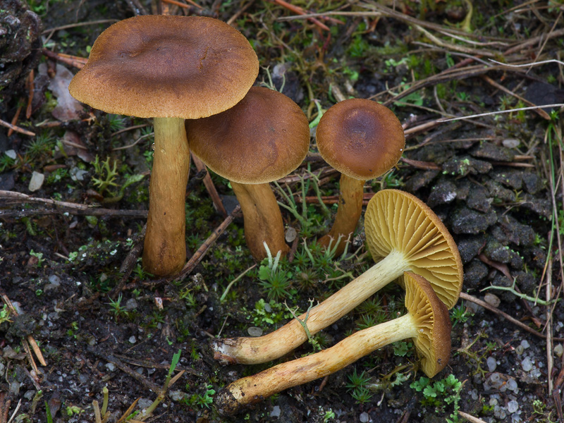 Cortinarius croceus